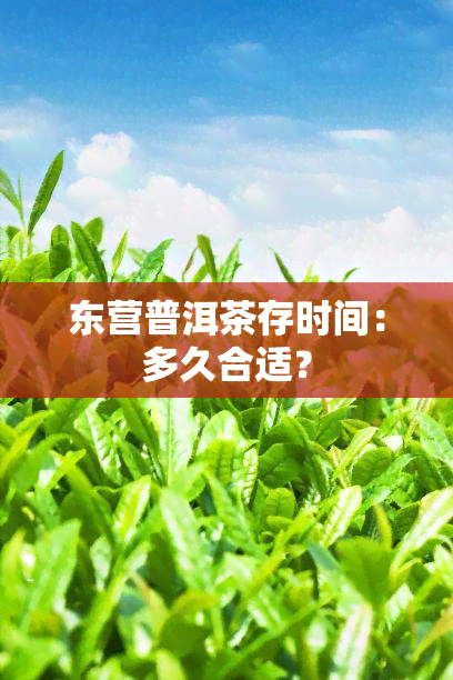 东营普洱茶存时间：多久合适？