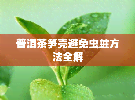 普洱茶笋壳避免虫蛀方法全解