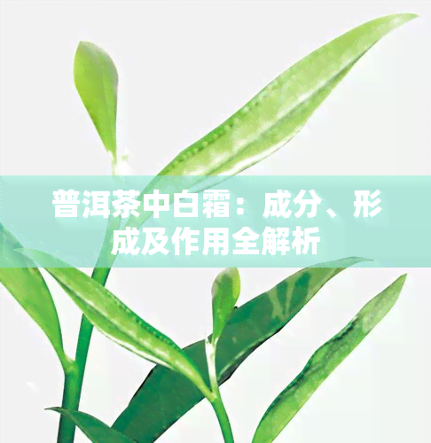 普洱茶中白霜：成分、形成及作用全解析