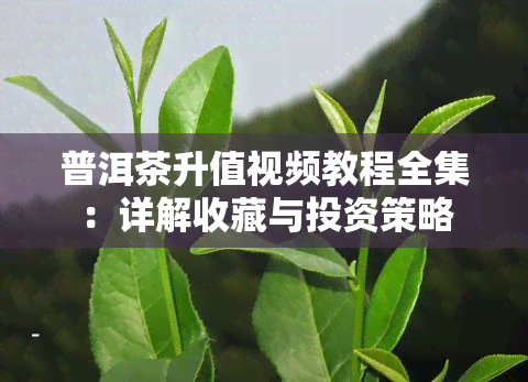 普洱茶升值视频教程全集：详解收藏与投资策略