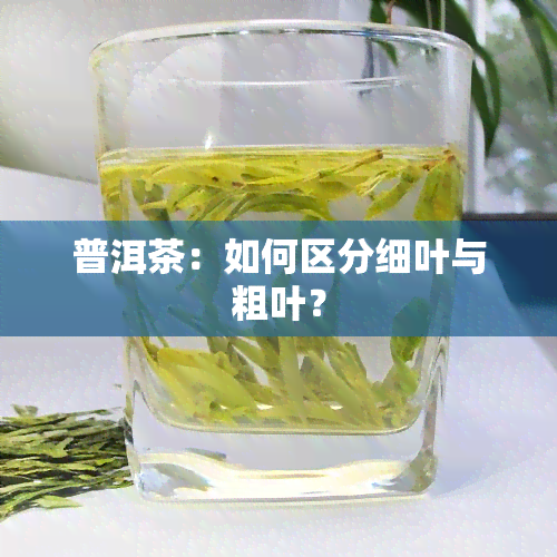 普洱茶：如何区分细叶与粗叶？