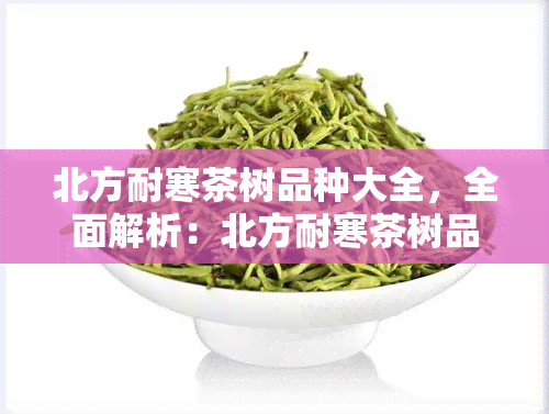 北方耐寒茶树品种大全，全面解析：北方耐寒茶树品种大全