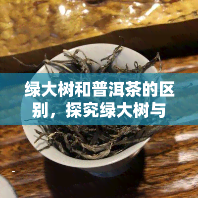 绿大树和普洱茶的区别，探究绿大树与普洱茶的不同之处