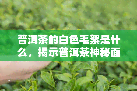 普洱茶的白色毛絮是什么，揭示普洱茶神秘面纱：白色毛絮的真相