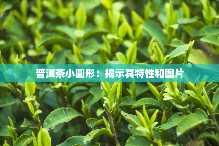 普洱茶小圆形：揭示其特性和图片