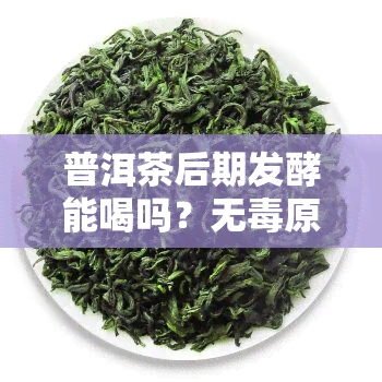 普洱茶后期发酵能喝吗？无原因解析