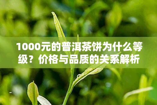 1000元的普洱茶饼为什么等级？价格与品质的关系解析