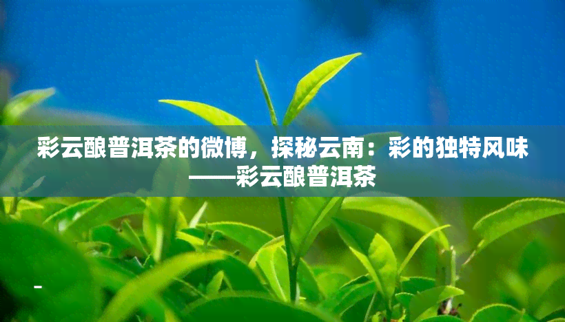 彩云酿普洱茶的微博，探秘云南：彩的独特风味——彩云酿普洱茶