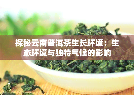 探秘云南普洱茶生长环境：生态环境与独特气候的影响