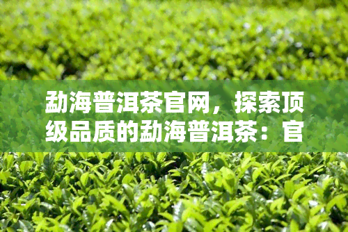 勐海普洱茶官网，探索顶级品质的勐海普洱茶：官方网站全面解析