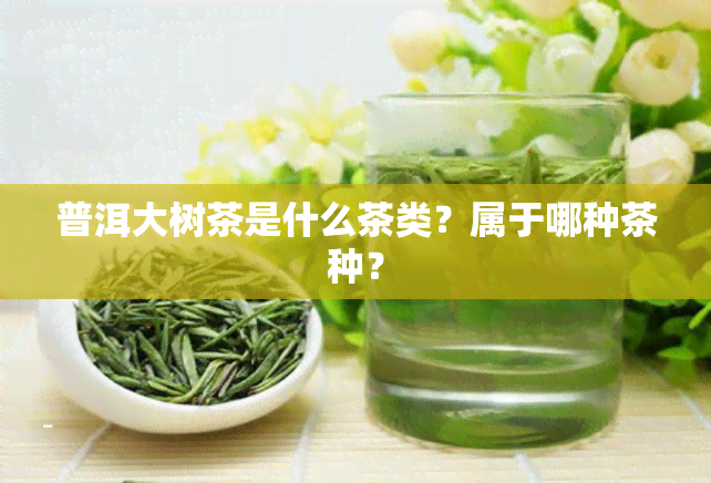 普洱大树茶是什么茶类？属于哪种茶种？