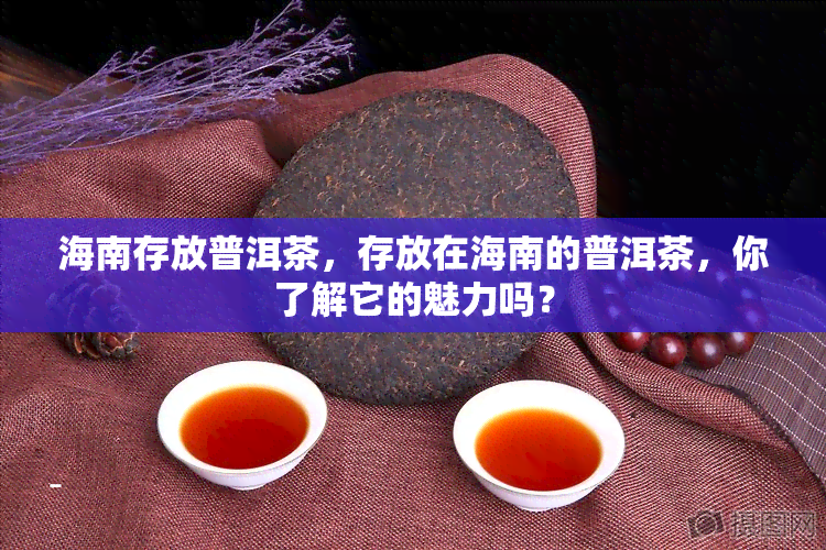 海南存放普洱茶，存放在海南的普洱茶，你了解它的魅力吗？