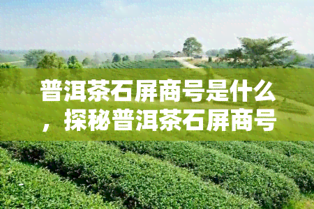 普洱茶石屏商号是什么，探秘普洱茶石屏商号：历、文化和故事