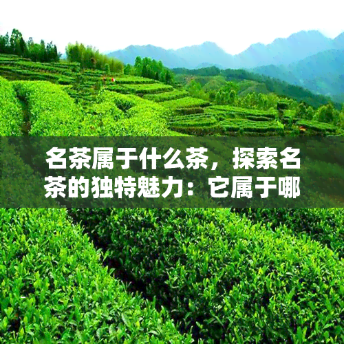 名茶属于什么茶，探索名茶的独特魅力：它属于哪种茶类？