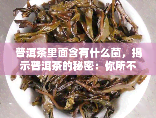 普洱茶里面含有什么菌，揭示普洱茶的秘密：你所不知道的菌种成分