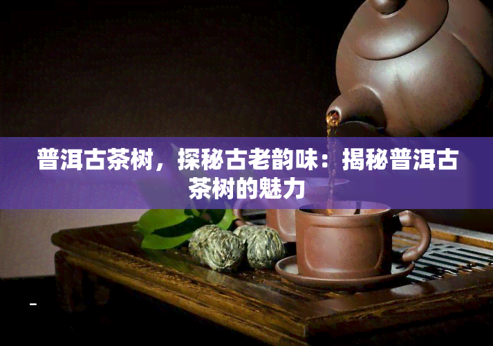 普洱古茶树，探秘古老韵味：揭秘普洱古茶树的魅力