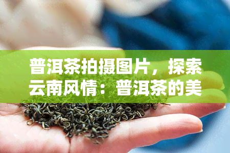 普洱茶拍摄图片，探索云南风情：普洱茶的美丽拍摄瞬间