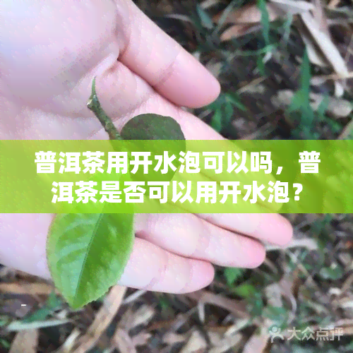 普洱茶用开水泡可以吗，普洱茶是否可以用开水泡？