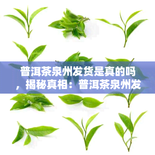 普洱茶泉州发货是真的吗，揭秘真相：普洱茶泉州发货，你被骗了吗？