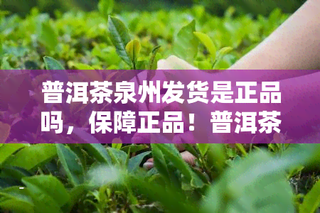 普洱茶泉州发货是正品吗，保障正品！普洱茶泉州发货，值得信