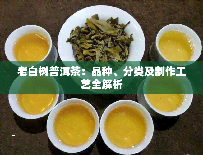 老白树普洱茶：品种、分类及制作工艺全解析