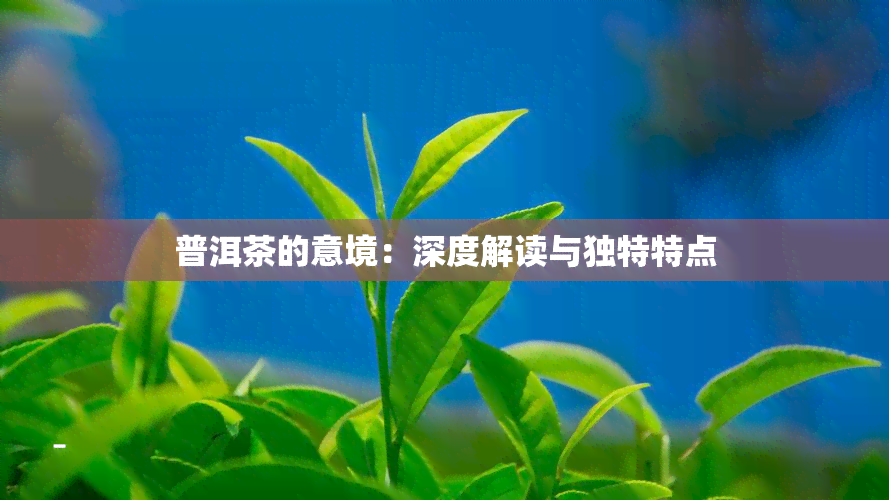 普洱茶的意境：深度解读与独特特点