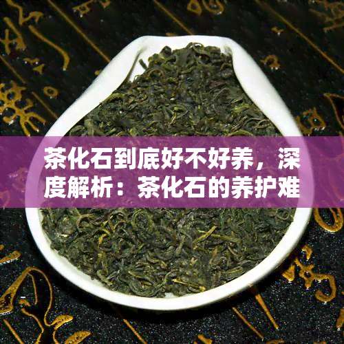 茶化石到底好不好养，深度解析：茶化石的养护难度及其实用性