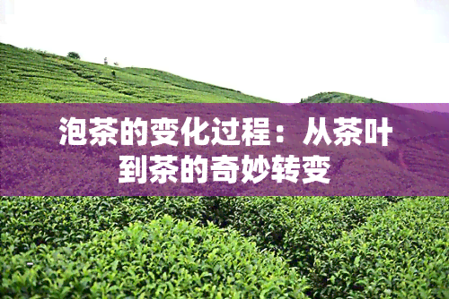 泡茶的变化过程：从茶叶到茶的奇妙转变