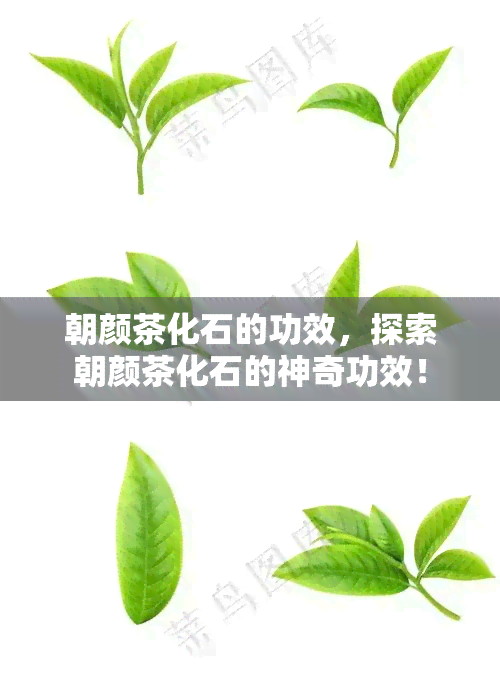 朝颜茶化石的功效，探索朝颜茶化石的神奇功效！