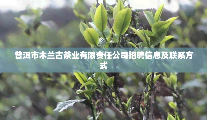 普洱市木兰古茶业有限责任公司招聘信息及联系方式