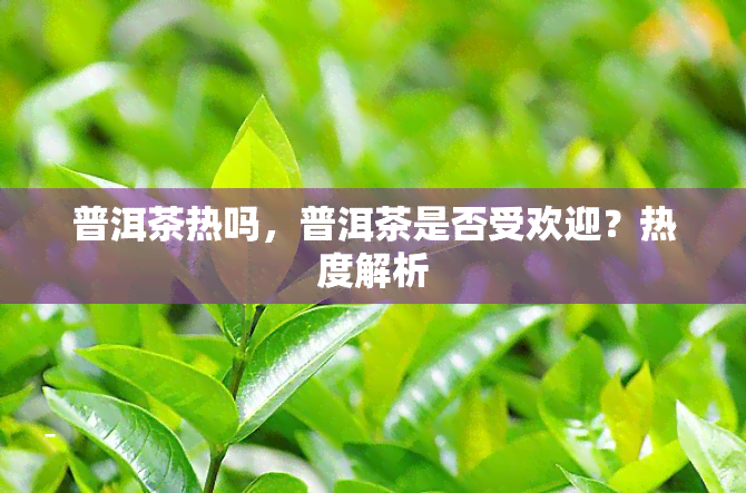 普洱茶热吗，普洱茶是否受欢迎？热度解析