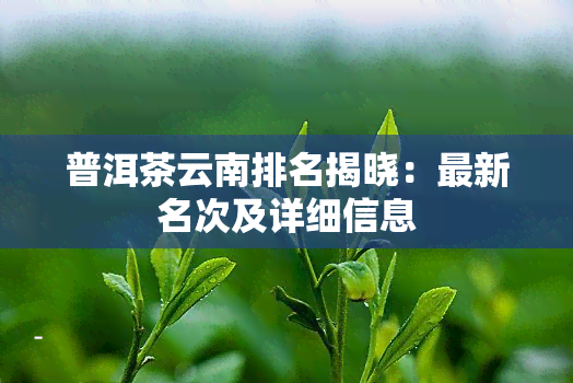 普洱茶云南排名揭晓：最新名次及详细信息