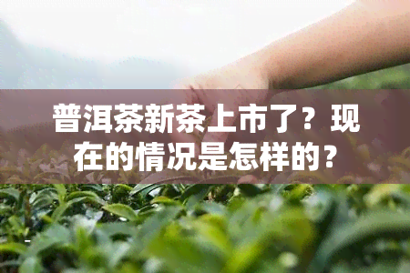 普洱茶新茶上市了？现在的情况是怎样的？