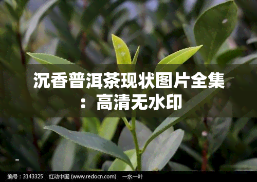 沉香普洱茶现状图片全集：高清无水印