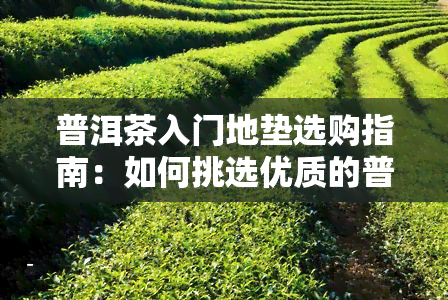 普洱茶入门地垫选购指南：如何挑选优质的普洱茶入门地垫？