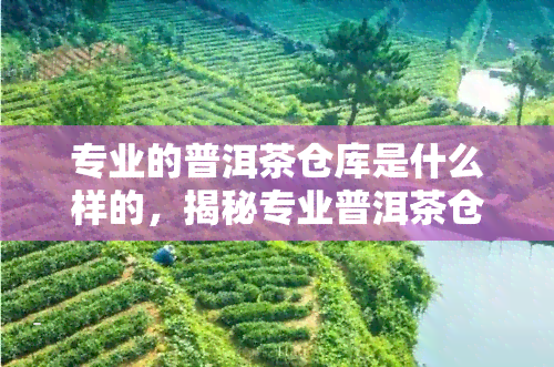 专业的普洱茶仓库是什么样的，揭秘专业普洱茶仓库：内部环境与管理规