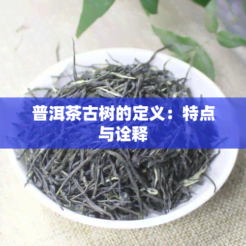 普洱茶古树的定义：特点与诠释