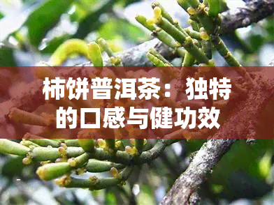 柿饼普洱茶：独特的口感与健功效