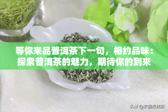 等你来品普洱茶下一句，相约品味：探索普洱茶的魅力，期待你的到来！