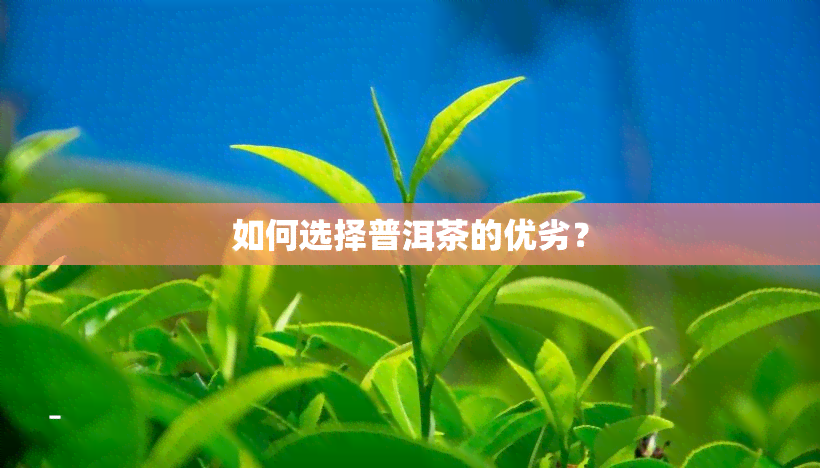 如何选择普洱茶的优劣？