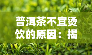 普洱茶不宜烫饮的原因：揭示背后科学原理