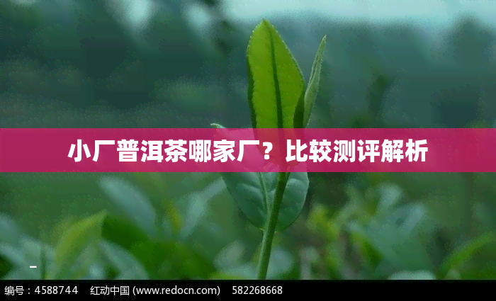 小厂普洱茶哪家厂？比较测评解析