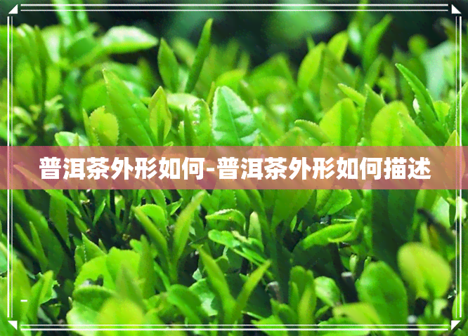 普洱茶外形如何-普洱茶外形如何描述