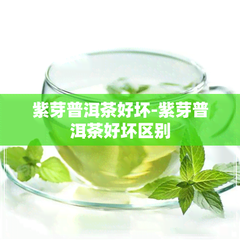 紫芽普洱茶好坏-紫芽普洱茶好坏区别