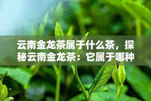 云南金龙茶属于什么茶，探秘云南金龙茶：它属于哪种类型的茶？