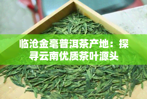 临沧金毫普洱茶产地：探寻云南优质茶叶源头