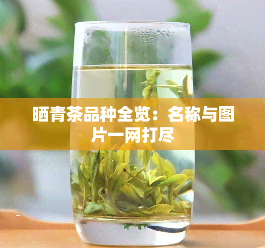 晒青茶品种全览：名称与图片一网打尽