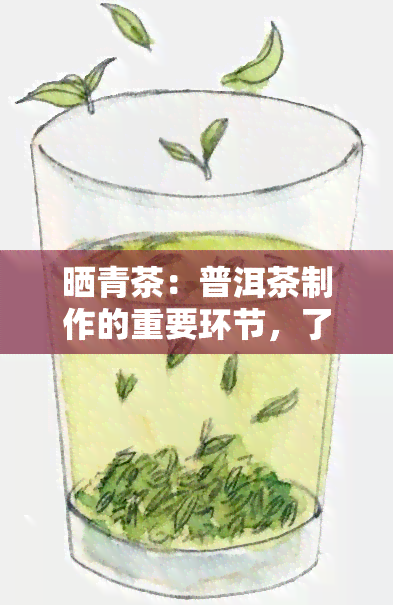 晒青茶：普洱茶制作的重要环节，了解其特点与制作工艺