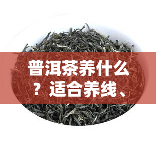 普洱茶养什么？适合养线、树吗？