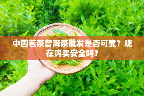 中国茗茶普洱茶批发是否可靠？现在购买安全吗？